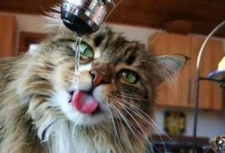 怎么让猫咪多喝点水？要用“骗”的