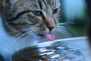 怎么让猫咪多喝点水？要用“骗”的
