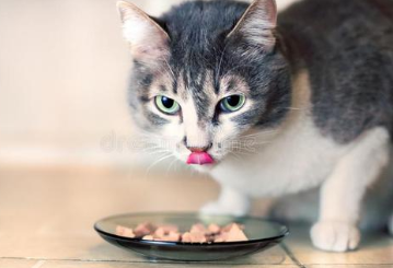 猫咪到底能不能吃盐？吃了盐会有什么后果？