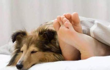 狗狗的睡姿反应与主人的关系