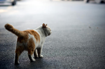 为什么大部分流浪猫比家猫更加胖？