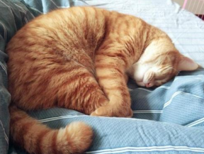 猫咪的睡姿代表了猫咪的什么个性？