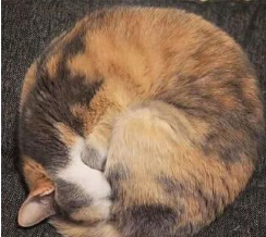 猫咪的睡姿代表了猫咪的什么个性？
