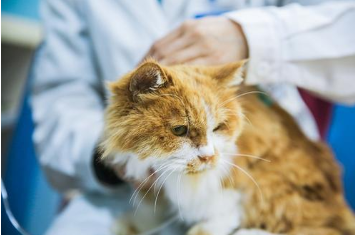 猫咪如果肾衰竭了，会有什么症状和表现呢？
