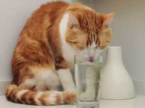 猫咪突然喜欢喝水，要检查是不是肾衰竭