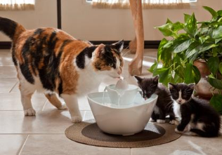 猫咪突然喜欢喝水，要检查是不是肾衰竭
