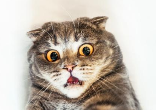 为什么有的猫咪虽然爱干净，但是也会屁股臭？