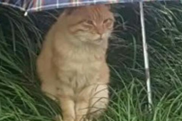 雨天的流浪猫到底在躲什么？