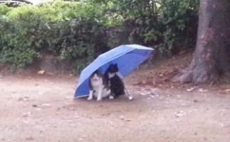 怎么更好的帮助雨天的流浪猫？