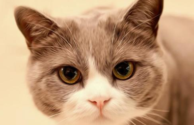 猫咪什么情况下会发出咕噜噜的声音？
