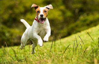 狗狗为什么会像疯了一样在家里跑？