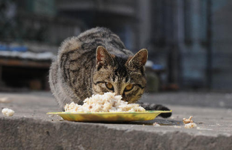 如何长期让猫保持营养均衡