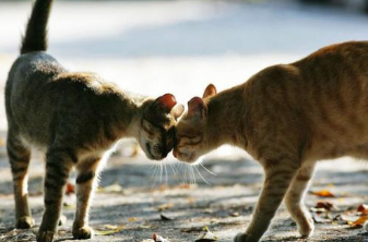 幼猫和成猫怎么区分？猫咪的生长周期