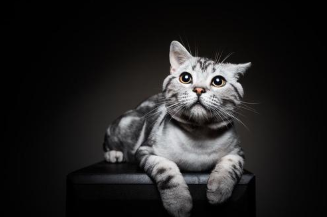 猫咪中智商比较高的是哪几种？